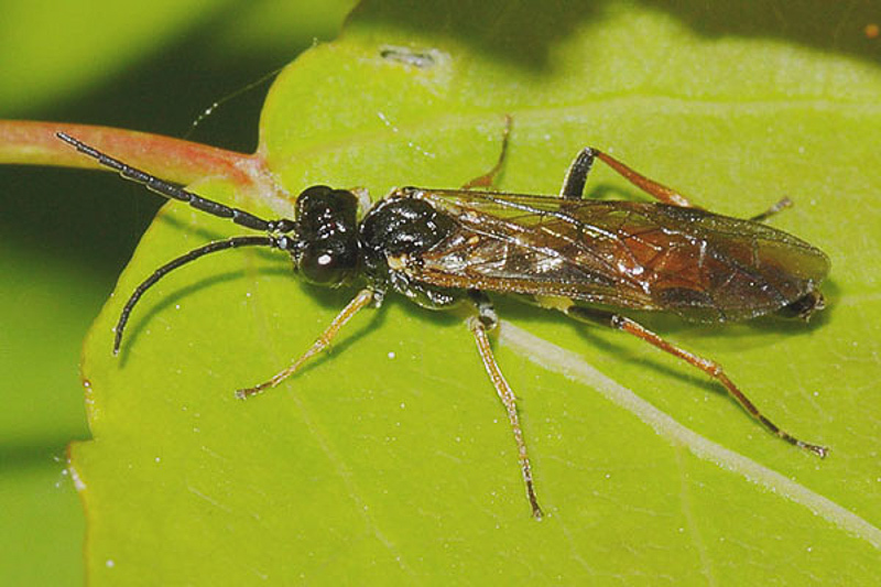Sawflies and horntails : (Tenthredinidae) Allantus rufocinctus