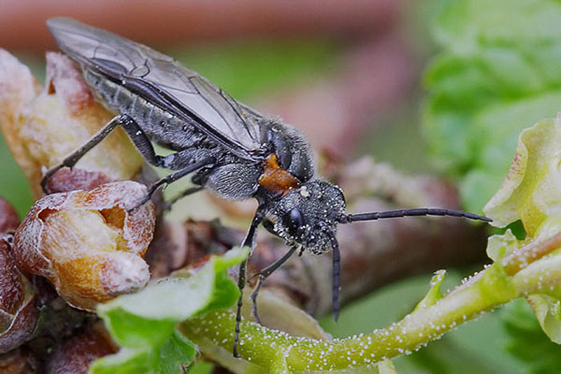 Sawflies and horntails : (Tenthredinidae) Dolerus haematodes