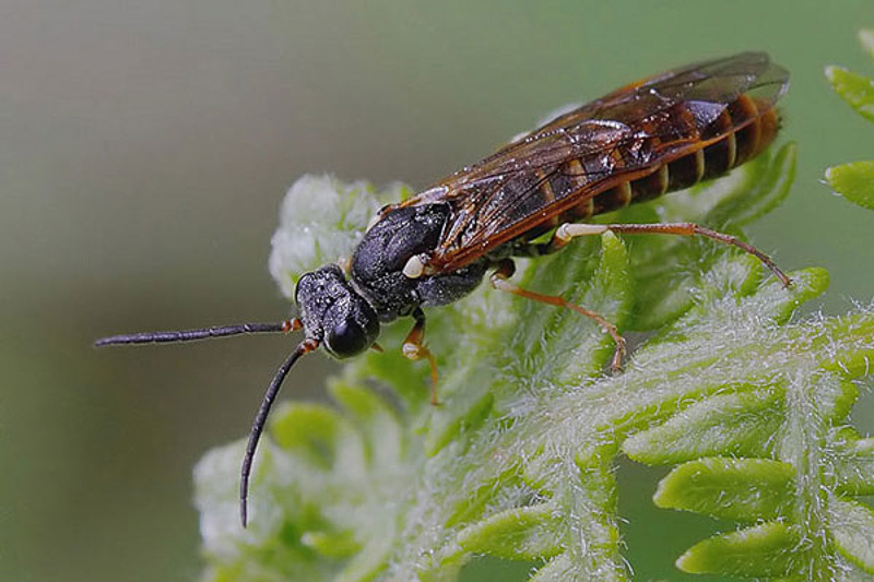 Sawflies and horntails : (Tenthredinidae) Strongylogaster multifasciata