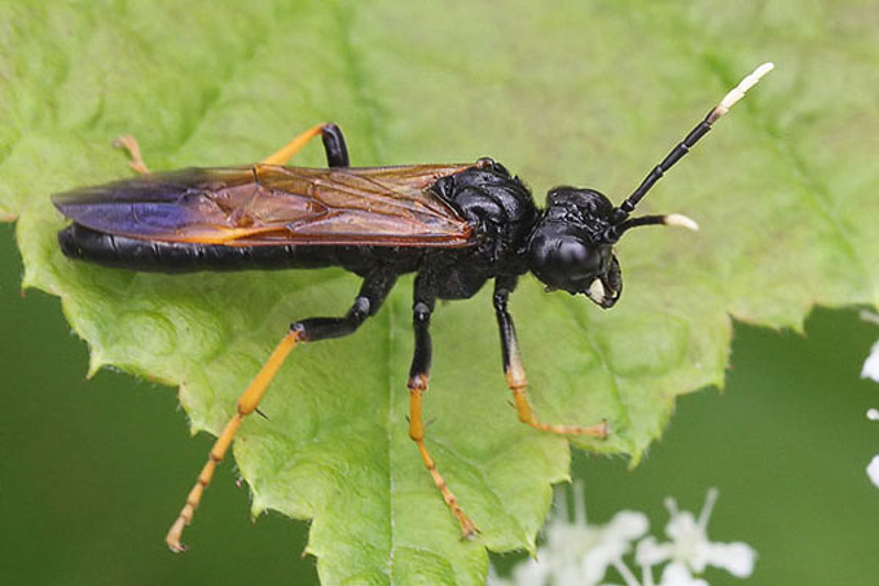 Sawflies and horntails : (Tenthredinidae) Tenthredo crassa