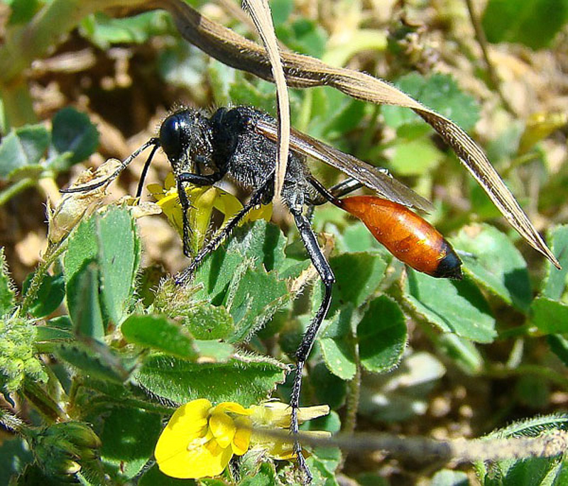 Aculeate Wasps : (Sphecidae) Podalonia tydei