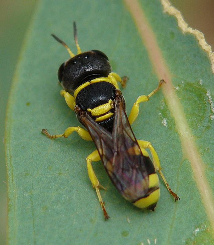 Aculeate Wasps : (Crabronidae) Ectemnius hypsae