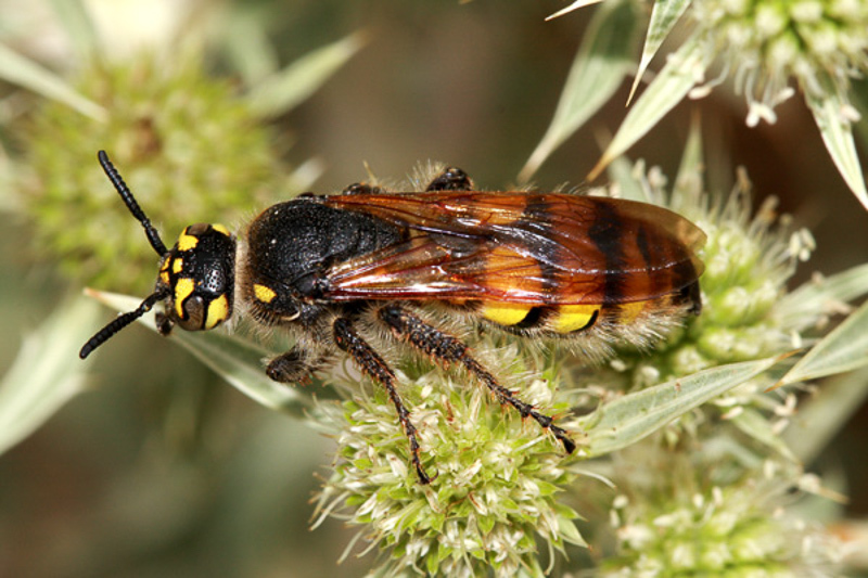 Aculeate Wasps : (Scoliidae) Colpa sexmaculata