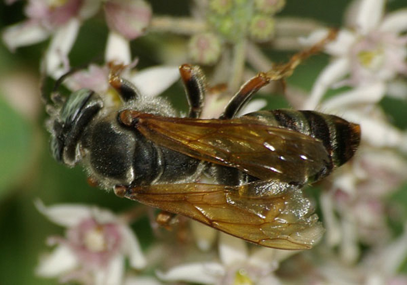 Aculeate Wasps : (Crabronidae) Tachytes etruscus