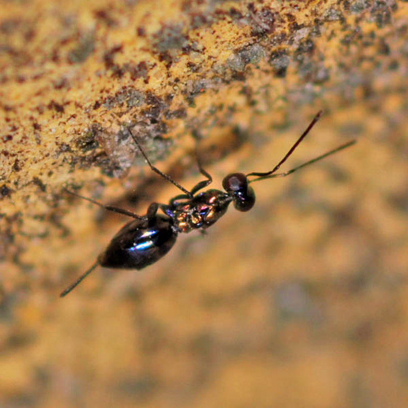 Chalcid wasps : (Pteromalidae) Cea pulicaris