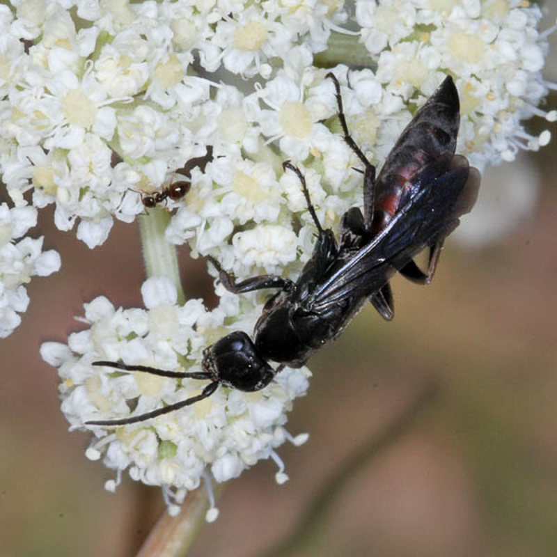 Aculeate Wasps : (Pompilidae) Aporus unicolor