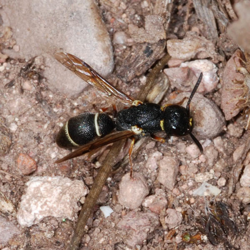 Aculeate Wasps : (Vespidae) Leptochilus regulus