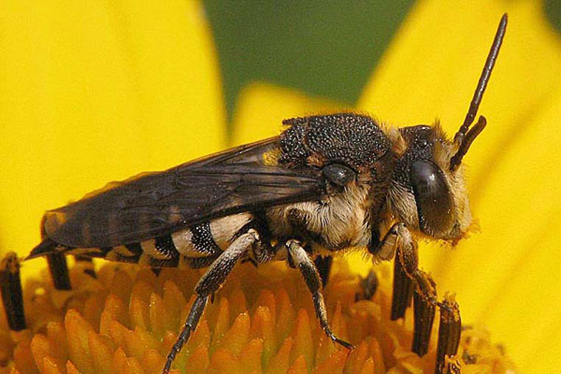 Bees : (Megachilidae) Coelioxys conoidea
