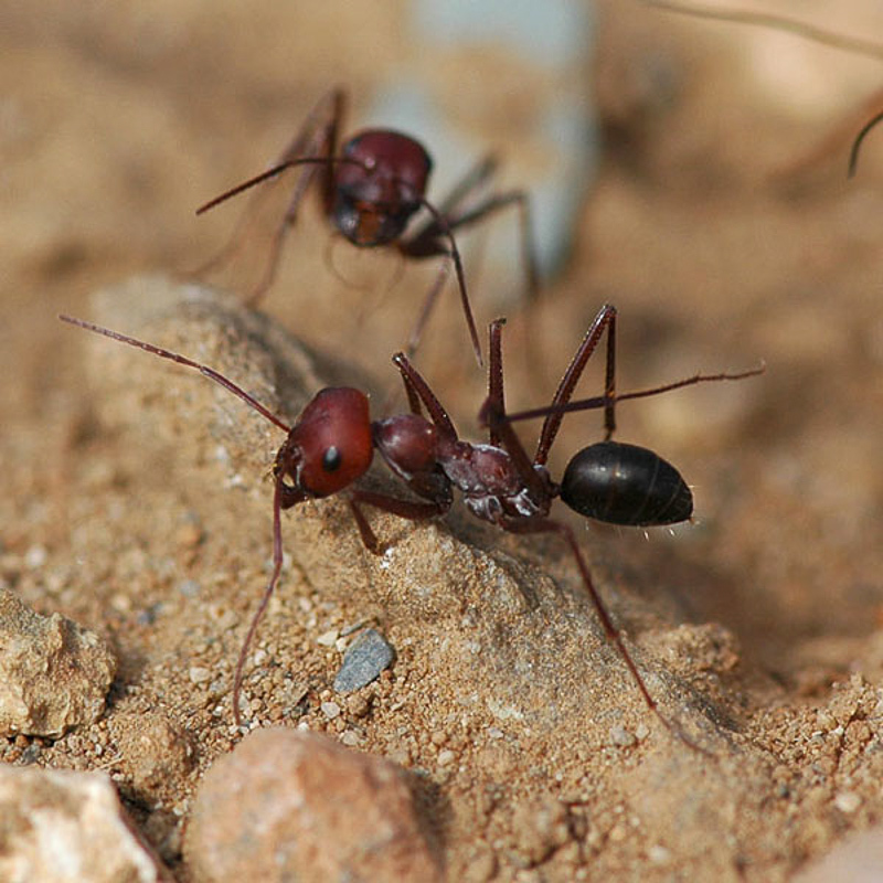 Ants : (Formicidae) Cataglyphis nodus