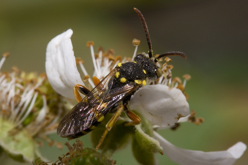 Bees : (Apidae) Nomada meridionalis