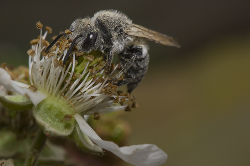 Bees : (Megachilidae) Coelioxys quadridentata