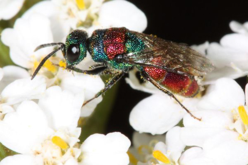 Aculeate Wasps : (Chrysididae) Chrysis bicolor