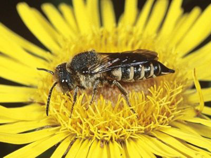 Bees : (Megachilidae) Coelioxys rufescens
