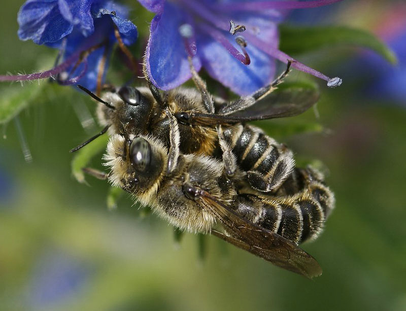Bees : (Megachilidae) Hoplitis adunca