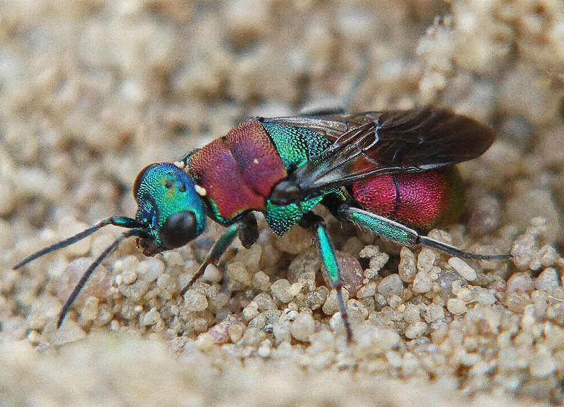 Aculeate Wasps : (Chrysididae) Hedychrum nobile