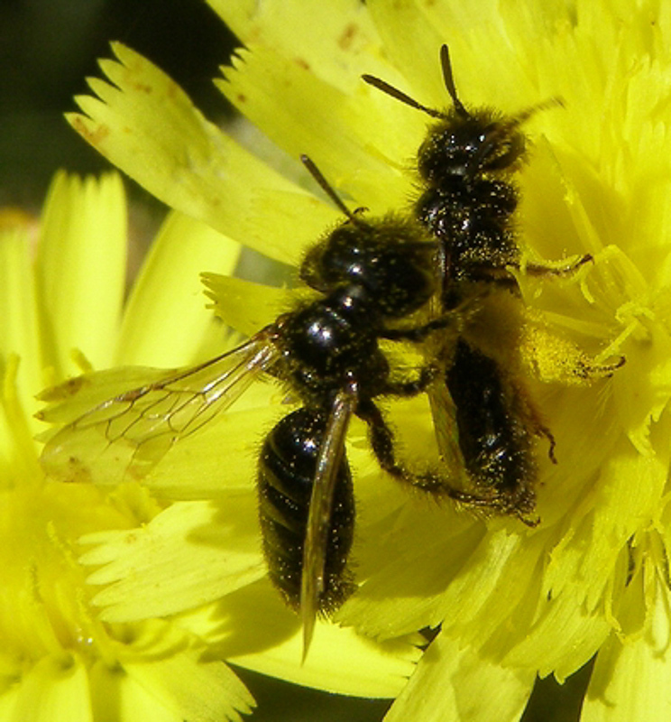 Bees : (Andrenidae) Panurgus dentipes
