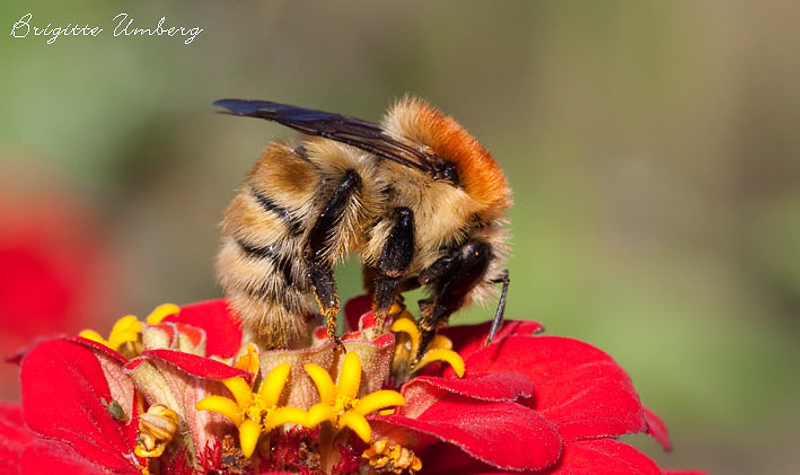 Bees : (Apidae) Bombus muscorum