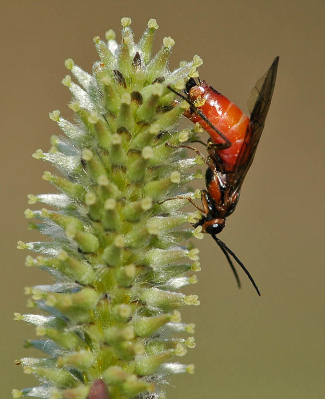 Sawflies and horntails : (Tenthredinidae) Euura histrio