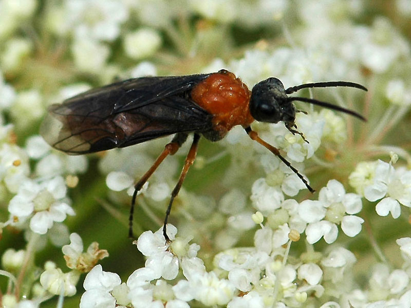 Sawflies and horntails : (Tenthredinidae) Dolerus aericeps