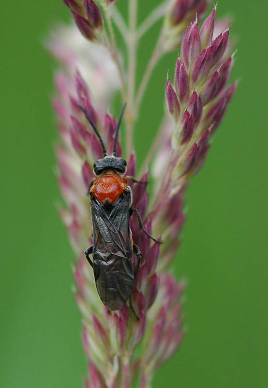 Sawflies and horntails : (Tenthredinidae) Dolerus germanicus