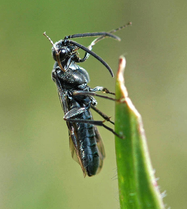 Sawflies and horntails : (Tenthredinidae) Dolerus nigratus