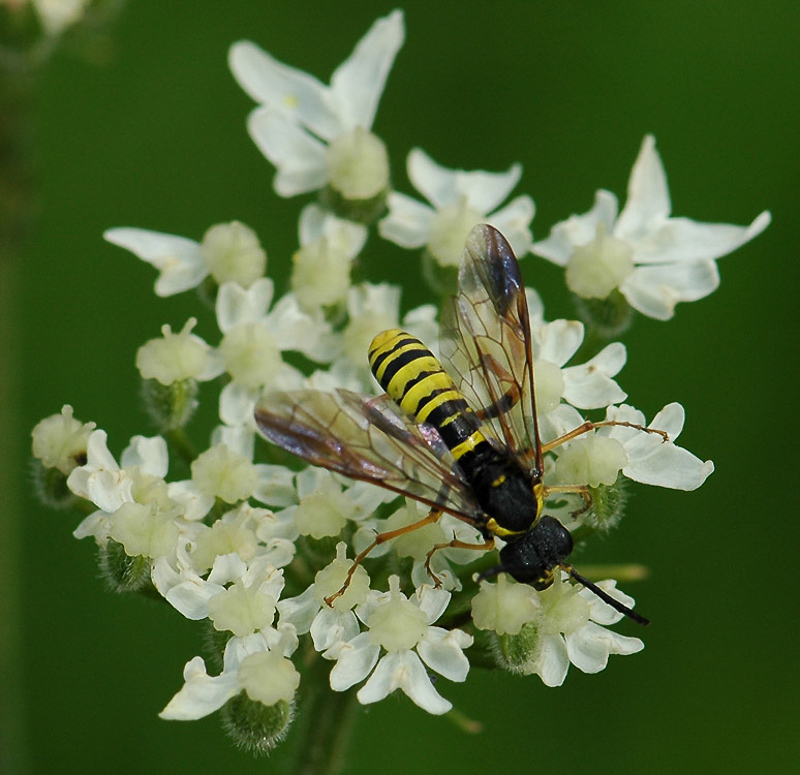 Sawflies and horntails : (Tenthredinidae) Tenthredo vespa
