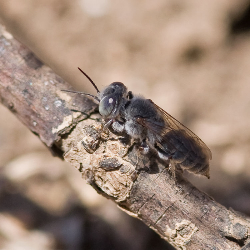 Aculeate Wasps : (Crabronidae) Gastrosericus waltlii