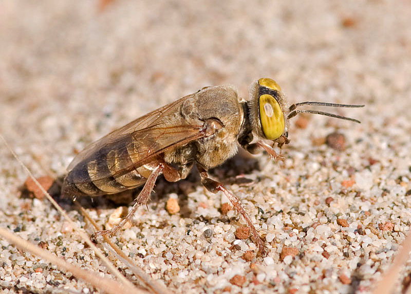 Aculeate Wasps : (Crabronidae) Tachysphex albocinctus