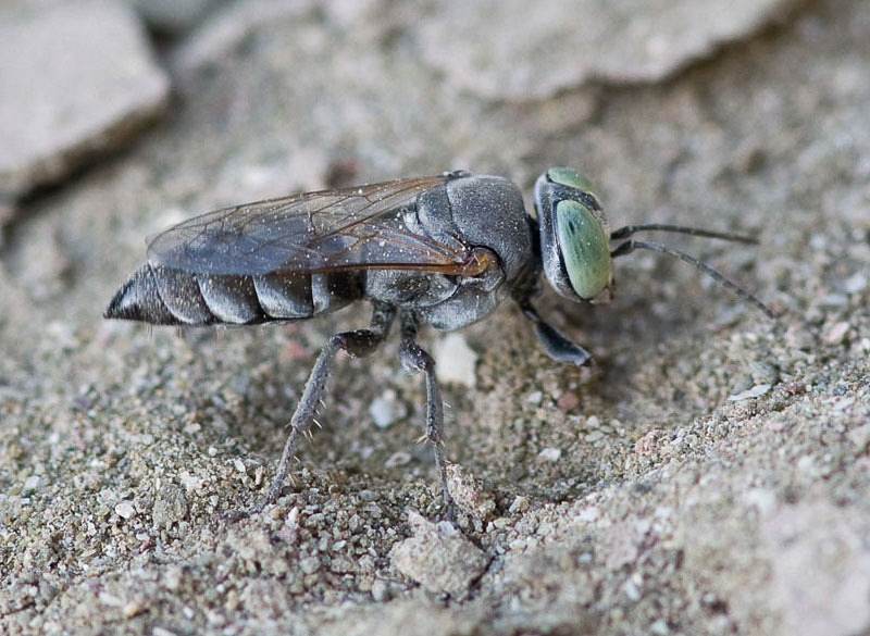 Aculeate Wasps : (Crabronidae) Tachysphex erythropus