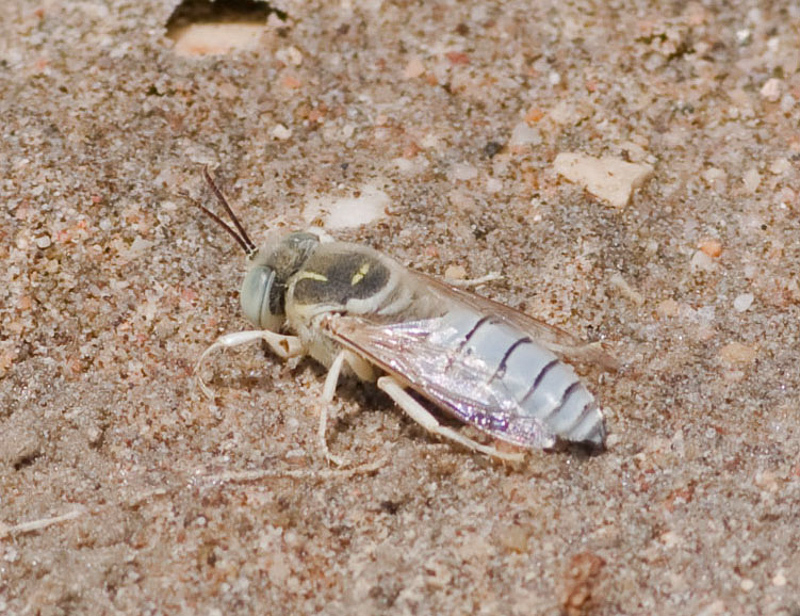 Aculeate Wasps : (Crabronidae) Bembix olivacea