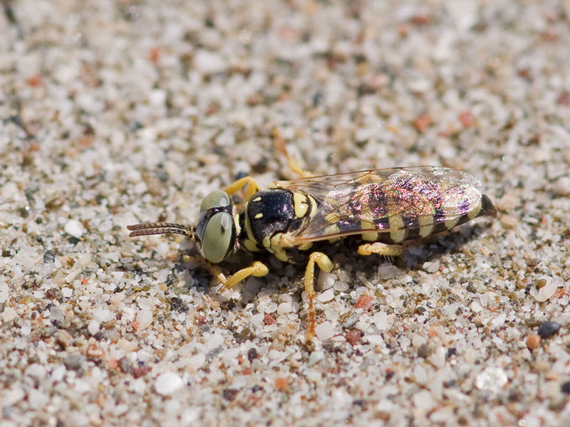 Aculeate Wasps : (Crabronidae) Palarus funerarius