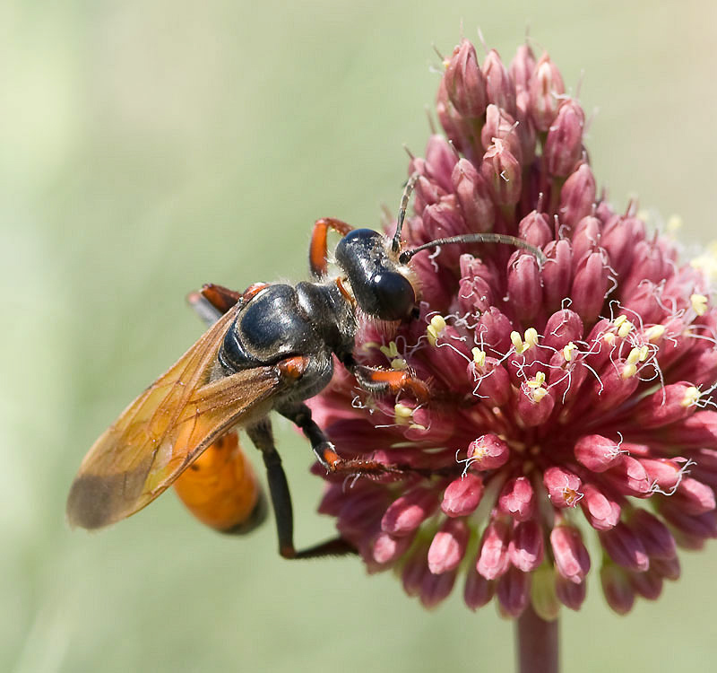Aculeate Wasps : (Sphecidae) Sphex flavipennis