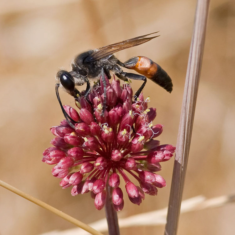 Aculeate Wasps : (Sphecidae) Sphex flavipennis