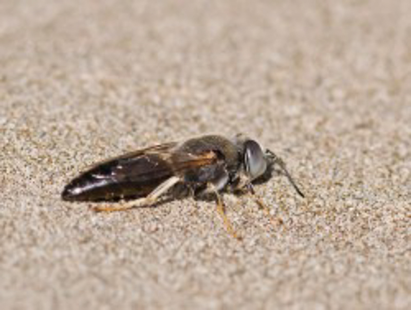 Aculeate Wasps : (Crabronidae) Bembix turca