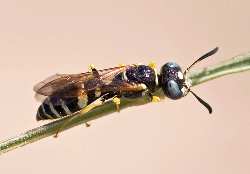 Aculeate Wasps : (Crabronidae) Philanthus venustus