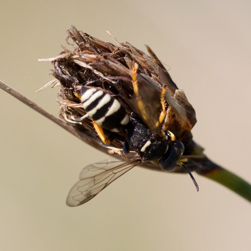 Aculeate Wasps : (Crabronidae) Psammaecius punctulatus
