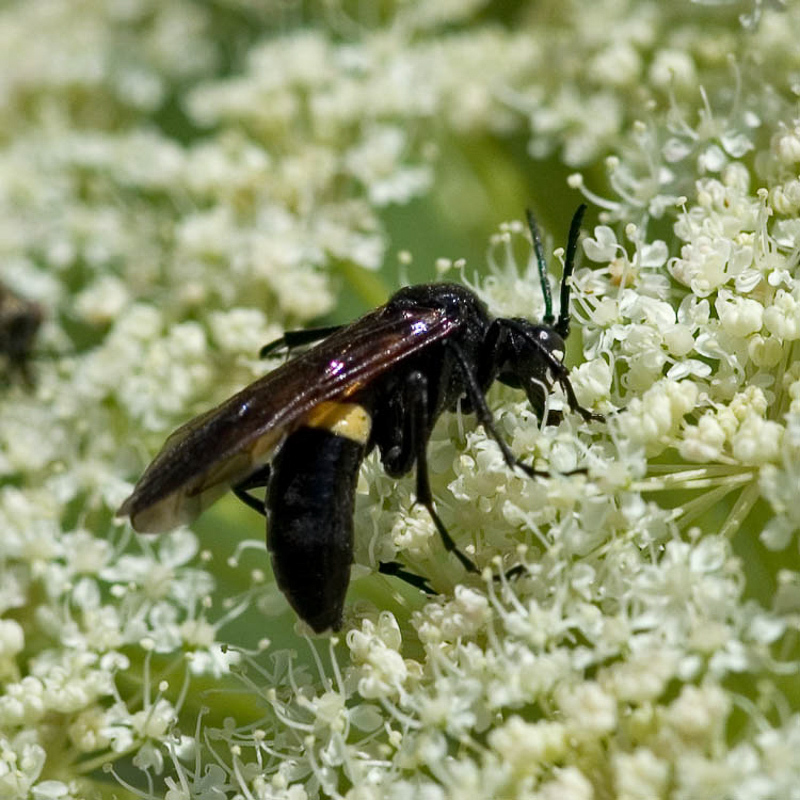 Sawflies and horntails : (Tenthredinidae) Tenthredo caucasica