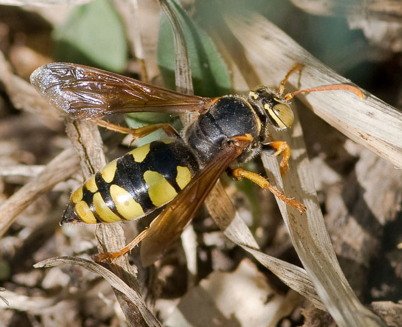 Aculeate Wasps : (Crabronidae) Stizus fasciatus