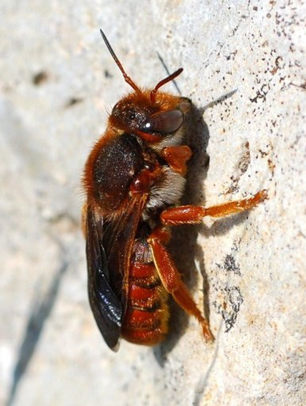 Bees : (Megachilidae) Anthidium siculum