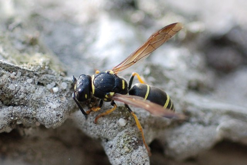 Aculeate Wasps : (Vespidae) Allodynerus delphinalis