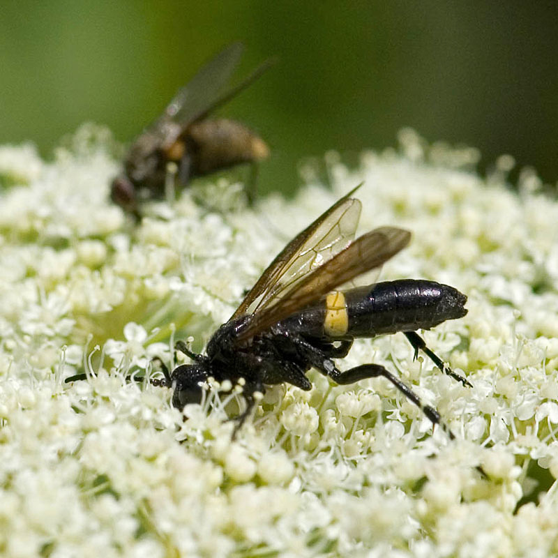 Sawflies and horntails : (Tenthredinidae) Tenthredo caucasica