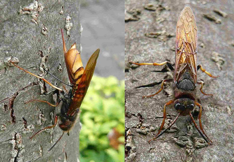 Sawflies and horntails : (Siricidae) Tremex fuscicornis