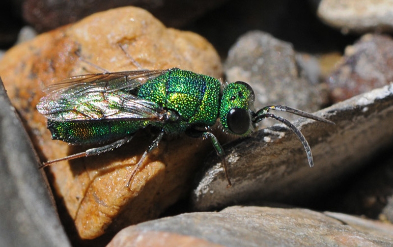 Aculeate Wasps : (Chrysididae) Chrysis blanchardi