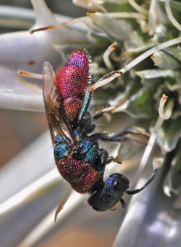Aculeate Wasps : (Chrysididae) Chrysis pyrophana