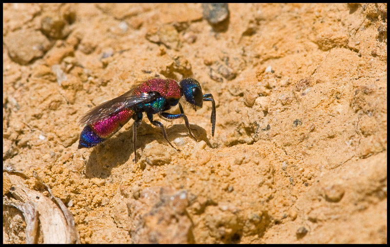 Aculeate Wasps : (Chrysididae) Chrysis sehestedti