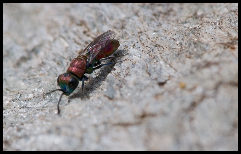 Aculeate Wasps : (Chrysididae) Chrysis varidens