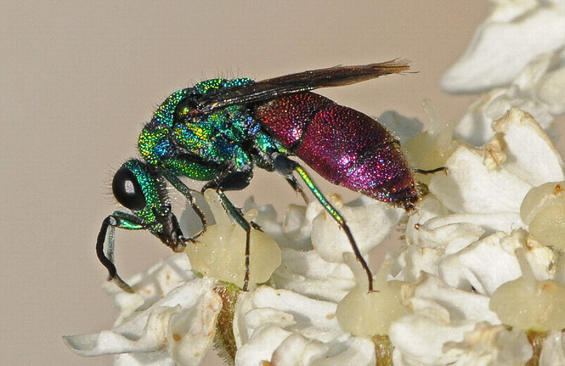 Aculeate Wasps : (Chrysididae) Chrysis radians