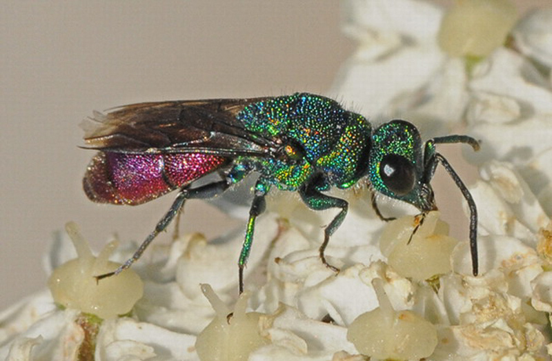 Aculeate Wasps : (Chrysididae) Chrysis radians