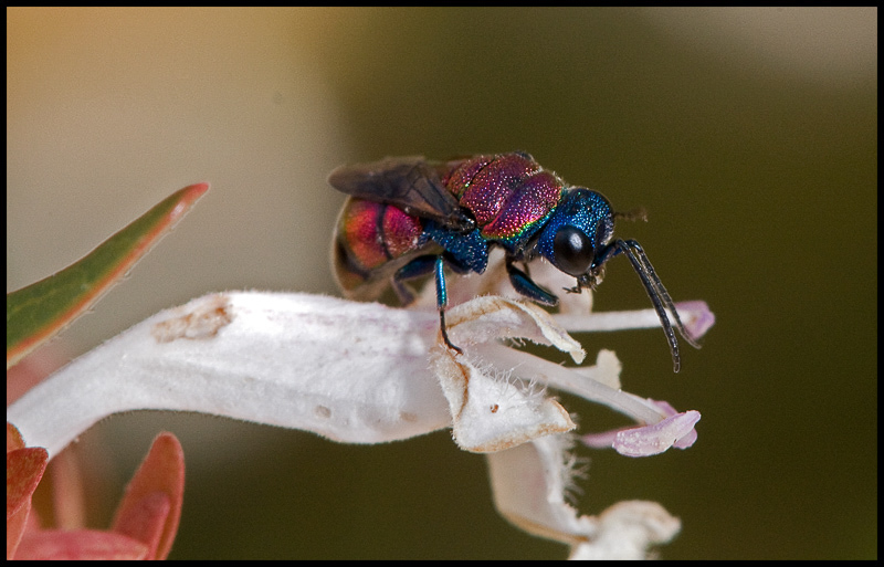Aculeate Wasps : (Chrysididae) Holopyga merceti