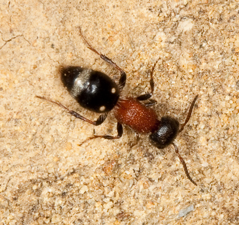 Aculeate Wasps : (Mutillidae) Blakeius leopoldinus